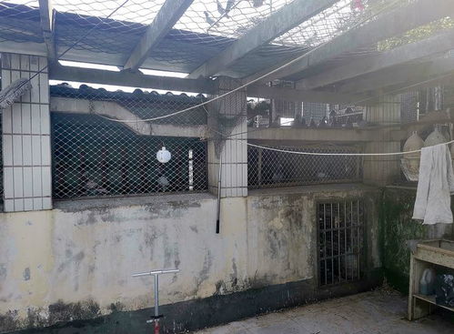 南充一小區樓頂養了近百只鴿子 鄰居生活受影響